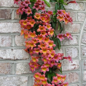 Puede incluir: Una vid trepadora con racimos de flores anaranjadas y rosas en forma de trompeta contra una pared de ladrillo desgastada. Las flores tienen centros amarillos y hojas verdes. La pared de ladrillo tiene un aspecto claro y envejecido.