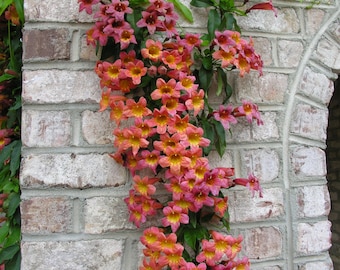 Puede incluir: Una vid trepadora con racimos de flores anaranjadas y rosas en forma de trompeta contra una pared de ladrillo desgastada. Las flores tienen centros amarillos y hojas verdes. La pared de ladrillo tiene un aspecto claro y envejecido.