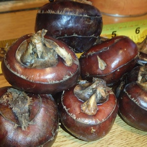 CHINESE WATER CHESTNUTS 8 bulbs (Eleocharis dulcis), edible, extremely rare