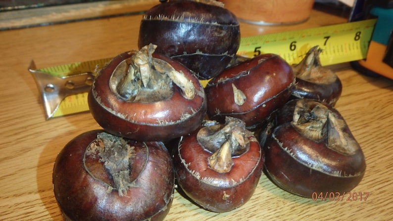 CHINESE WATER CHESTNUTS 8 bulbs Eleocharis dulcis, edible, extremely rare image 1