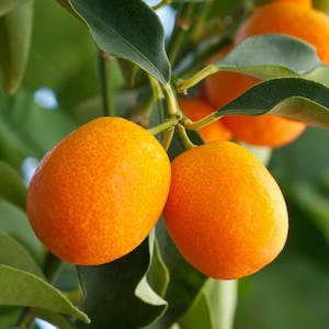 Florida only! Meiwa Kumquat 2-3 ft. tall plant (Citrus crassifolia ‘Meiwa’)