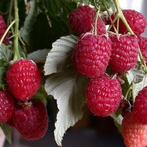Puede incluir: Un racimo de frambuesas rojas maduras y vibrantes que cuelgan de tallos verdes con hojas dentadas. Las bayas presentan una superficie texturizada y rugosa caracter&iacute;stica de la fruta fresca, con algunos tonos de rojo m&aacute;s intensos que otros.