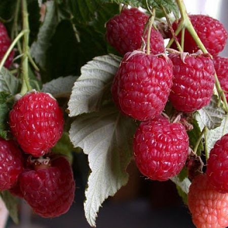 Caroline Red Raspberry 1 Year Old Plant 3.5 Inch Pot - Etsy