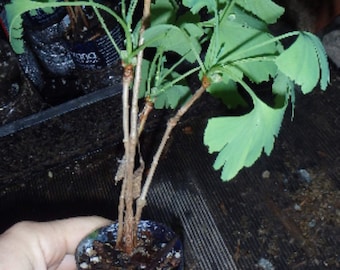 3+ ginkgo biloba plants 1 year old