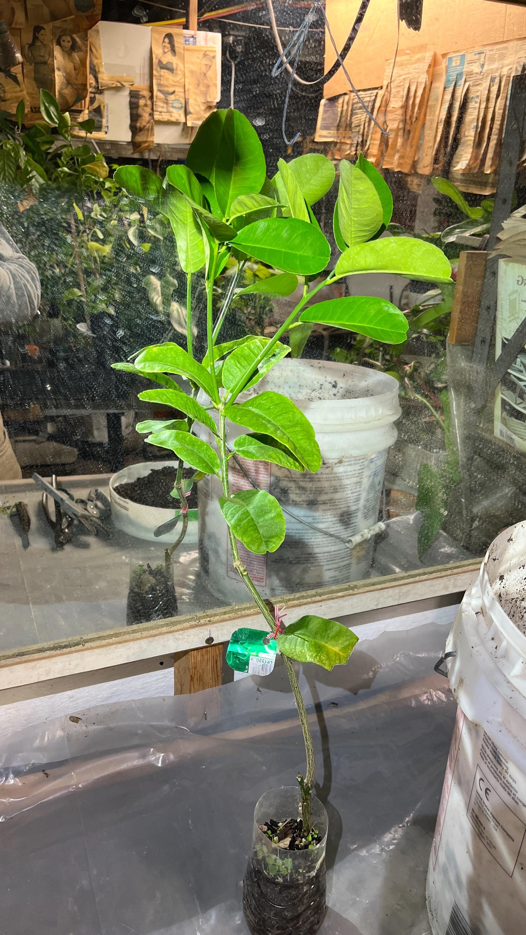 9 Pound Lemon, Rooted Plant, Shipped in Container With Soil - Etsy