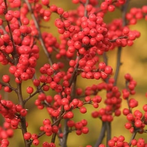 May include: Close-up of a plant with many clusters of bright red berries. The berries are round and densely packed on thin, brown stems. The background is a soft, blurred yellow and green, suggesting a natural outdoor setting.