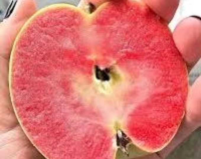 Mt. Rose Apple Tree, Grafted, Roots Wrapped in Wet Media, 46 Inches