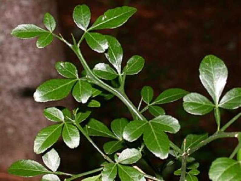 Trifoliate Orange Poncirus trifoliata 2-3 year old plant 12-18 inches tall image 5