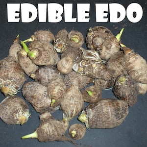 Two(2) Taro Elephant Ear tubers (Coco Yam Colocasia Esculenta Edible Eddoe)