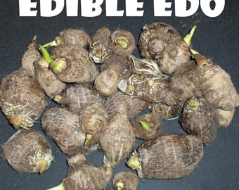 Dos (2) tubérculos de taro oreja de elefante (Coco Yam Colocasia Esculenta Edible Eddoe)