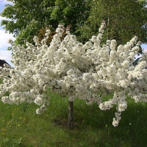 Può includere: Un melo da fiore bianco in piena fioritura. L'albero si trova in un'area erbosa con alcuni fiori gialli in primo piano.