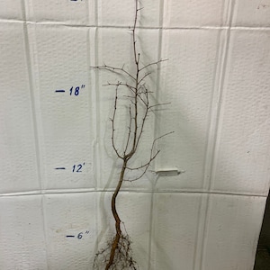 May include: A bare-root tree sapling with brown branches and roots. The sapling is measured against a white wall with markings indicating 6 inches, 12 inches, 18 inches, and 24 inches.