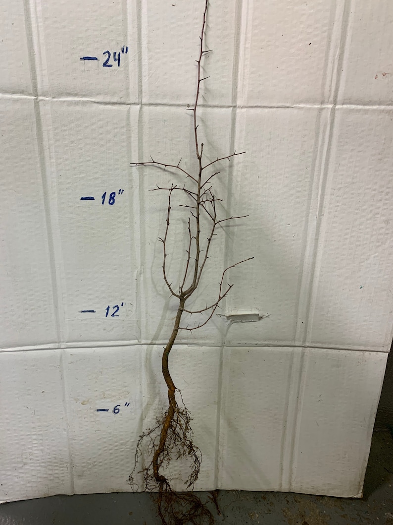 May include: A bare-root tree sapling with brown branches and roots. The sapling is measured against a white wall with markings indicating 6 inches, 12 inches, 18 inches, and 24 inches.