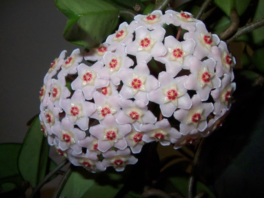 Hoya Carnosa Starter Plant, Well Rooted, Sent With the Pot, Wax