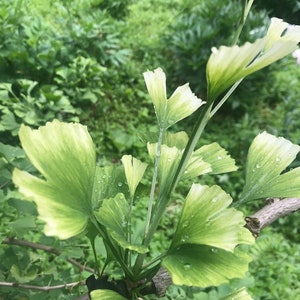 May include: Close-up of a ginkgo tree branch with green and yellow leaves. The leaves have a fan shape and are covered in small water droplets.