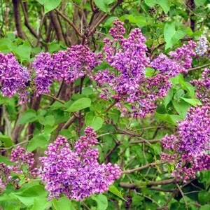 Purple Lilac 3 year old plant, Syringa vulgaris (Common Lilac), Bare root