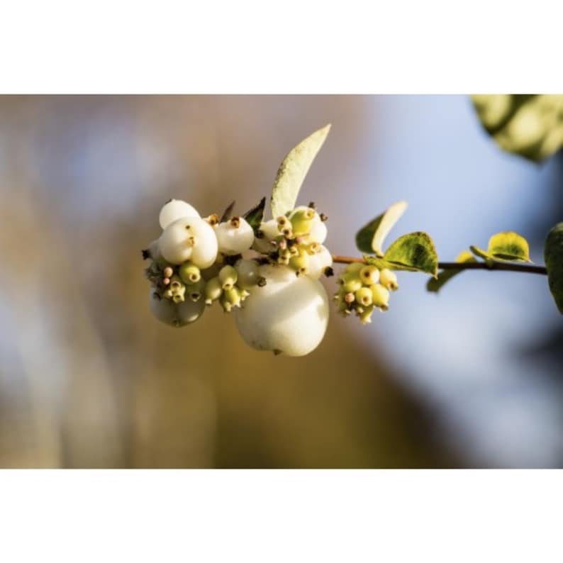 Snowberry Symphoricarpos albus plant, 1-2 year old bare root image 5