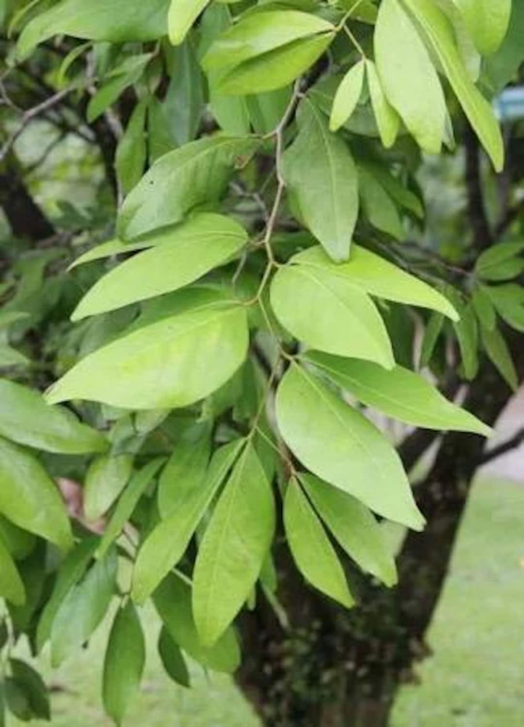12-16 Inches Tall Cynometra Cauliflora Nami Nam ñam-ñam Naminan Live ...
