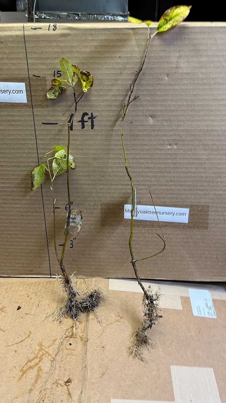 MightyoaktreeNursery American Winterberry - Thumbnail 4