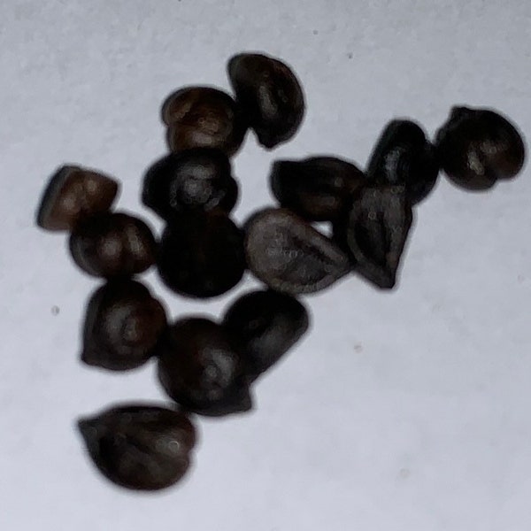 15 seeds of Virginia Creeper Grape, Parthenocissus quinquefolia
