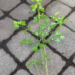 May include: A green plant with multiple stems and leaves growing through the cracks in a gray concrete patio.