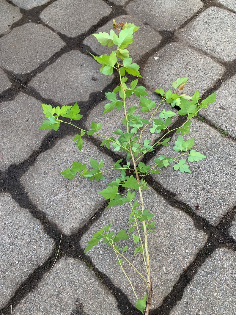 May include: A green plant with multiple stems and leaves growing through the cracks in a gray concrete patio.