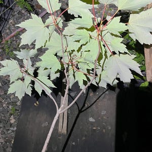 Op de afbeelding: Een jonge esdoorn tak met lichtgroene bladeren en rode stelen. De bladeren hebben een kenmerkende vorm met puntige lobben. De tak staat tegen een donkere achtergrond, wat de natuurlijke vorm van de boom benadrukt.