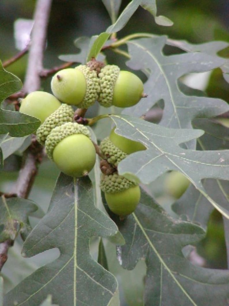 Quercus Alba
