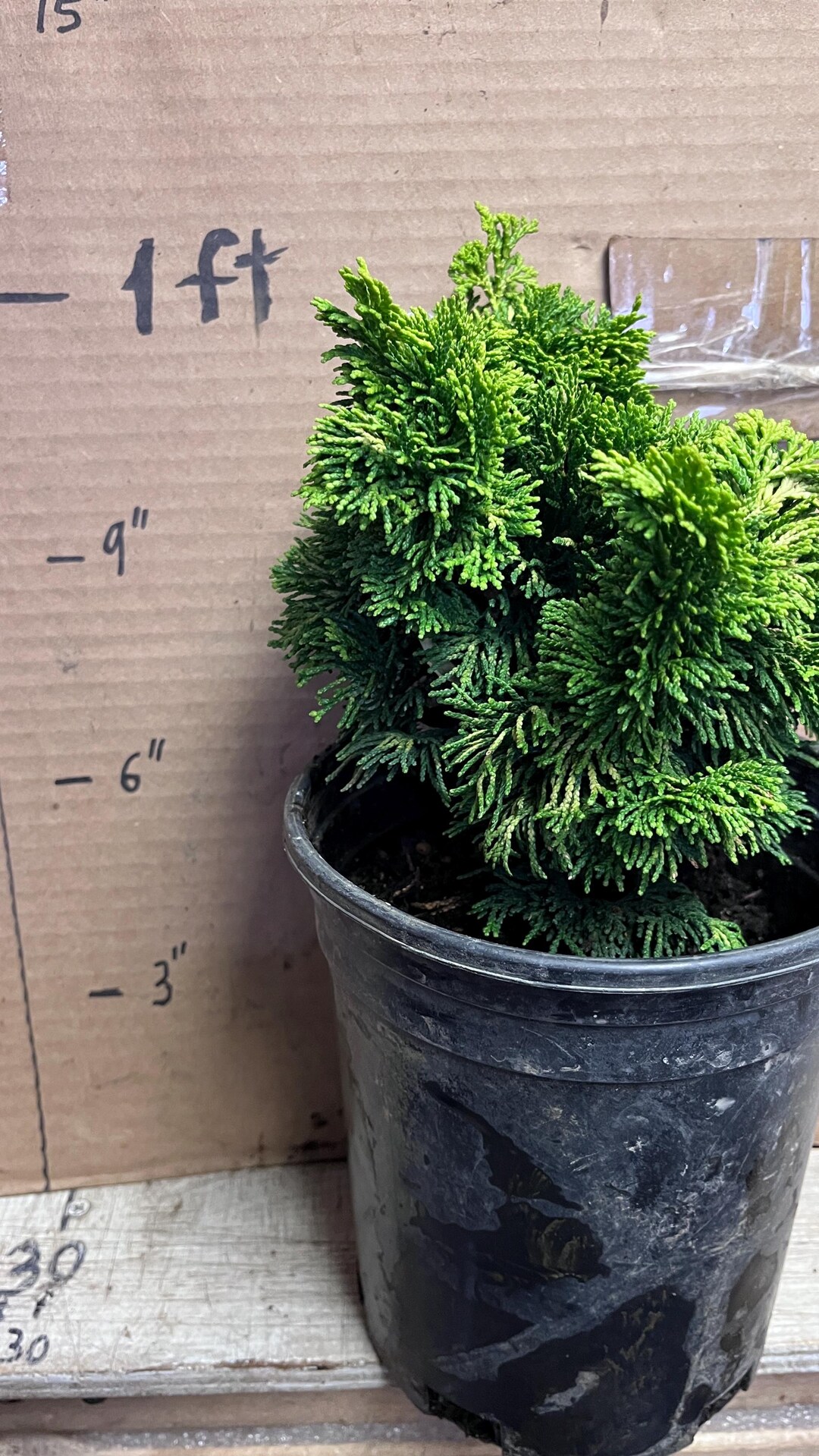Golden Dwarf Hinoki Cypress - Chamaecyparis Obtusa 'nana Lutea' - 1 Gallon  Pot - Etsy