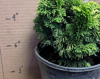 Golden Dwarf Hinoki Cypress - Chamaecyparis obtusa ‘Nana Lutea’ - 1 Gallon Pot