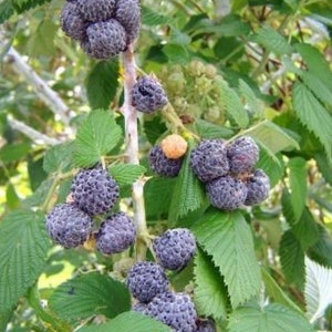 May include: Close-up of a blackberry bush with ripe blackberries. The berries are clustered together on the branches, and some are still green.