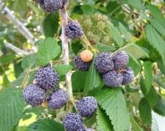 May include: Close-up of a blackberry bush with ripe blackberries. The berries are clustered together on the branches, and some are still green.