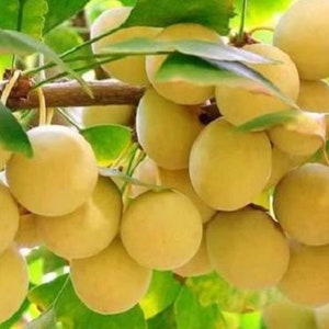 2-3 year old Ginkgo Biloba seedling 10-12 inches tall. Shipped bare root
