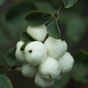 Snowberry Symphoricarpos albus plant, 1-2 year old bare root image 4