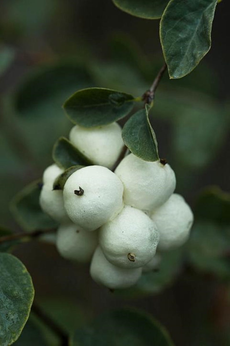 Snowberry Symphoricarpos albus plant, 1-2 year old bare root image 4