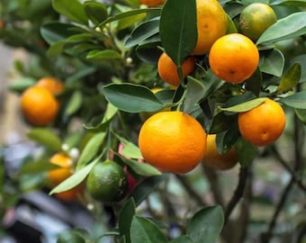 Florida only!! Calamondin Tree, 1-2 feet tall, grafted