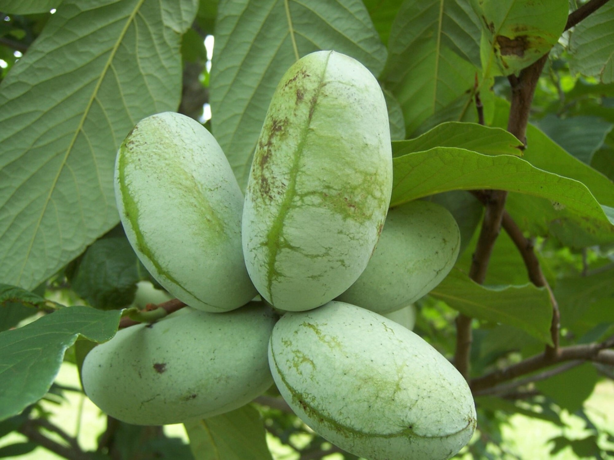 8-16“ Tall Asimina Triloba Pawpaw Plant (poor Man's Banana) 1 Year Old ...