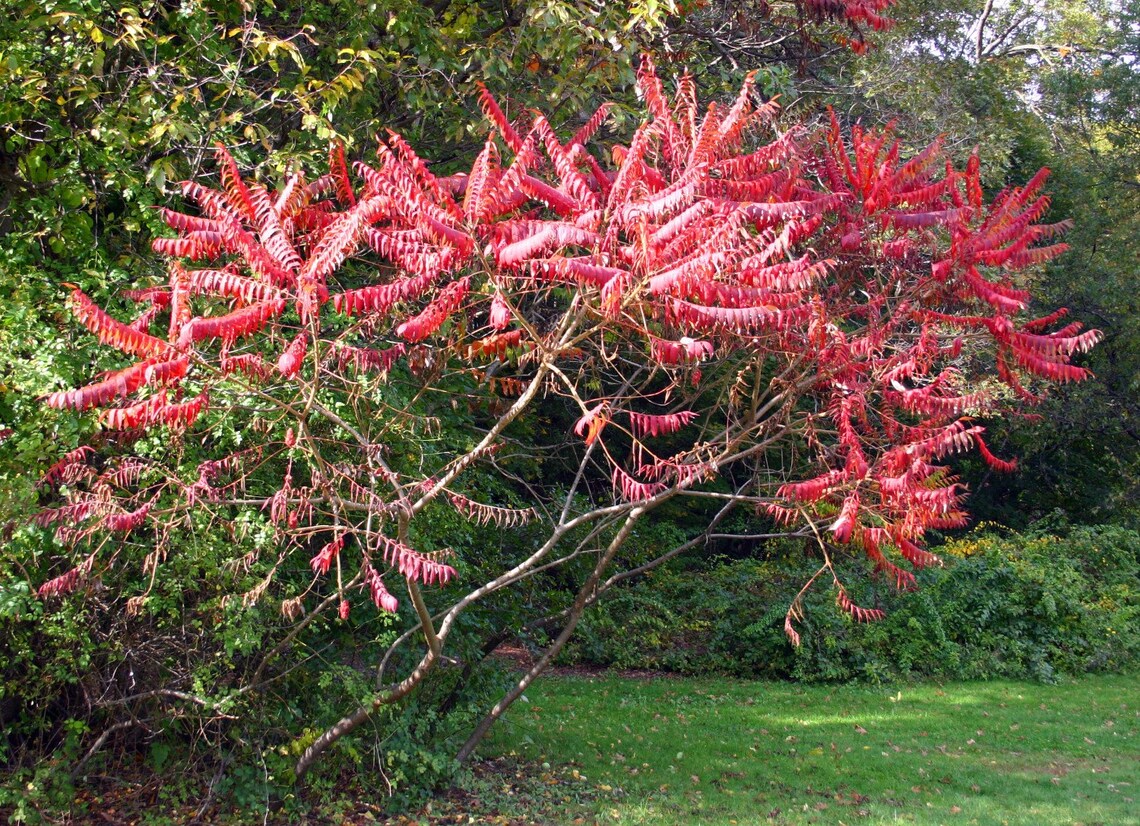 Staghorn Sumac 1 Year Old Pink Lemonade Plant Bare Root Etsy