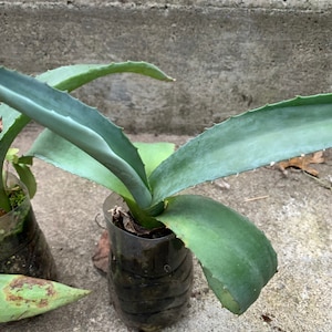 May include: Two agave plants in clear plastic bottles with brown soil. The plants have long, green, spiky leaves.