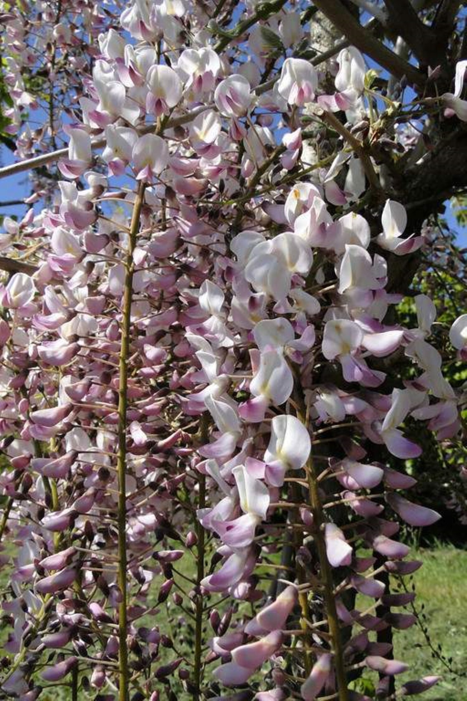Wisteria Floribunda Honbeni (syn Pink Ice), Grafted, 1 Year Old - Etsy