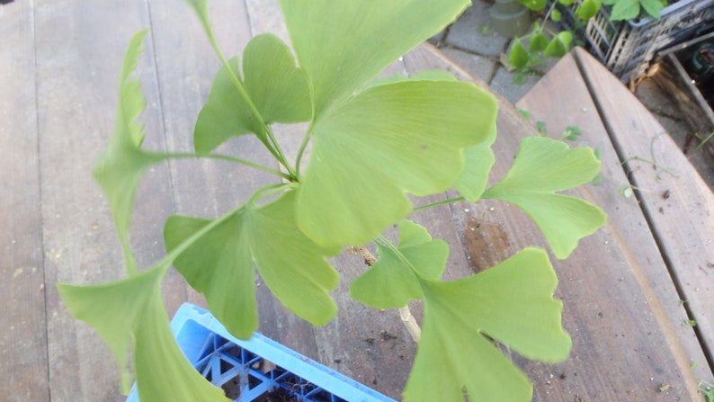 Ginkgo Biloba plant, 2-3 year old, oldest tree in the world. Split leaf. Bare root image 3