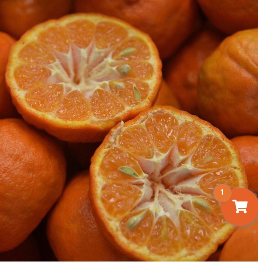 California Only Dancy Semidwarf Tangerine Tree 1836 Inches Tall