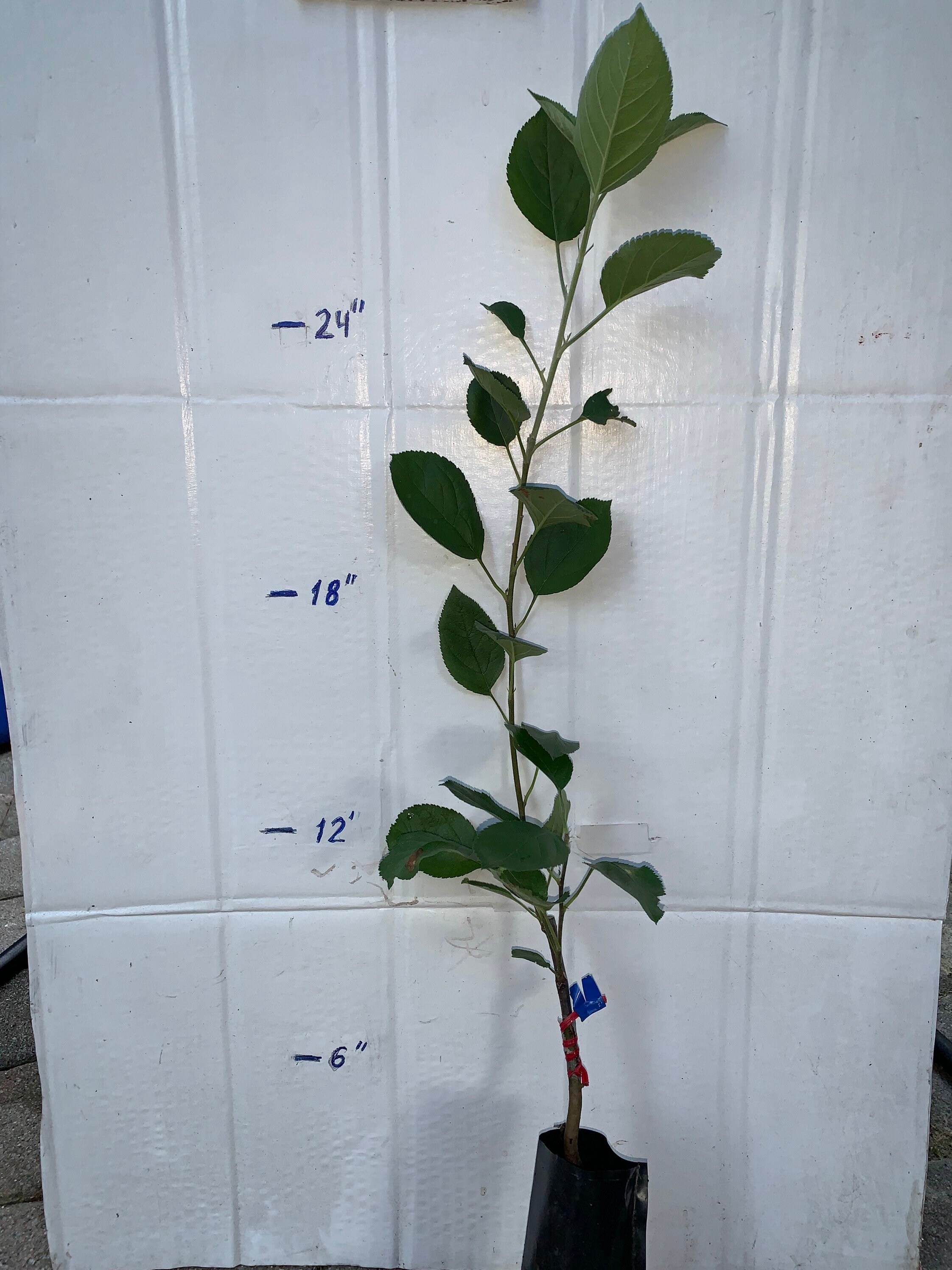 Mt. Rose apple tree grafted roots wrapped in wet media Etsy