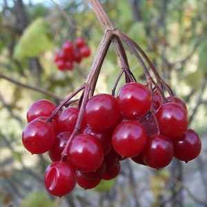 One Highbush Cranberry plant, Viburnum opulus, from 6" to 12" height, Kalina , 1-2 year old