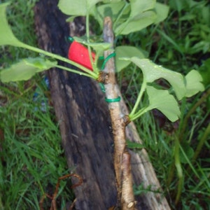 Female ginkgo, live grafted plant, 1 year old graft size. image 3