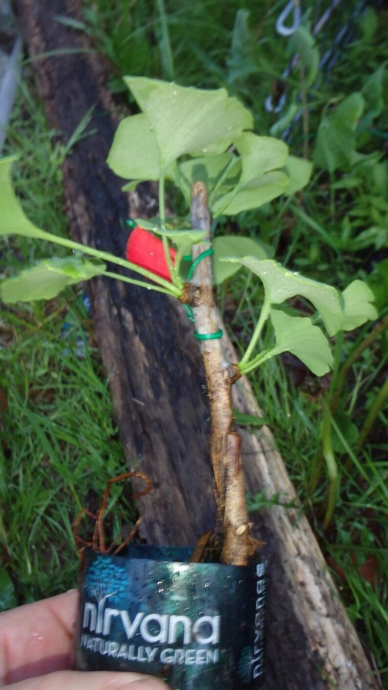 Female ginkgo, live grafted plant, 1 year old graft size. image 3