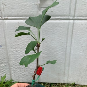 Female ginkgo, live grafted plant, 1 year old graft size. image 7