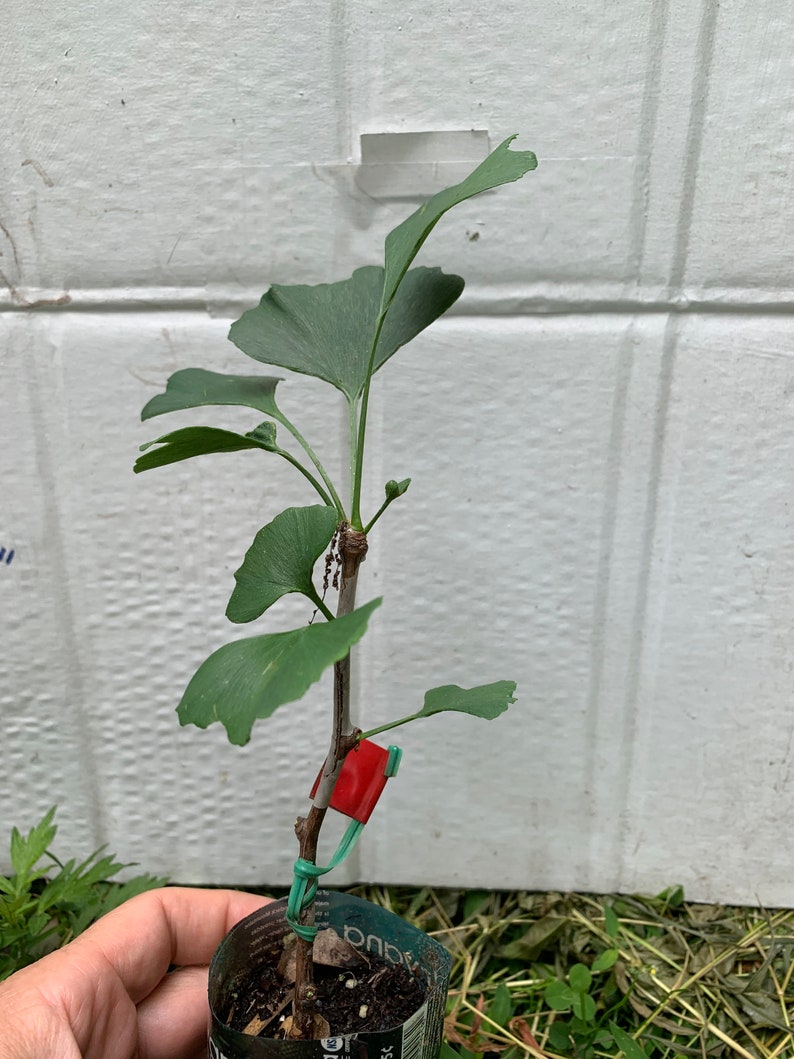 Female ginkgo, live grafted plant, 1 year old graft size. image 7