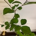 Wild Male Che Tree 1-2 Year Old Plant, Cudrania Tricuspidata - Etsy