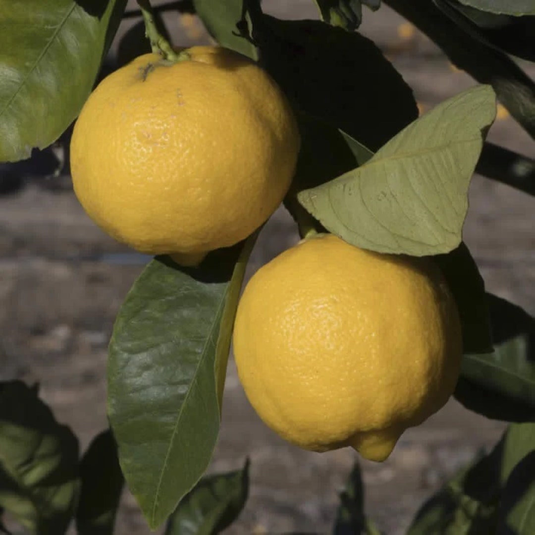 Pomona Sweet Semidwarf Lemon Tree Grafted Plant 1836 Tall Can Not